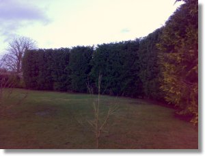 conifer hedge