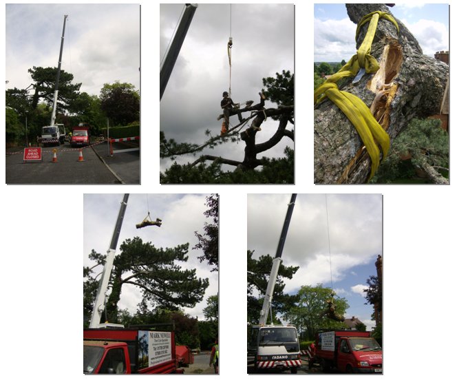 High winds and rain had caused the tree to break in several places