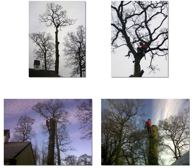 The removal of a tall Oak tree in very close proximity to roads houses and utility line.