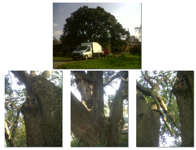 Deadwood removal and lift of an ancient Holmoak.