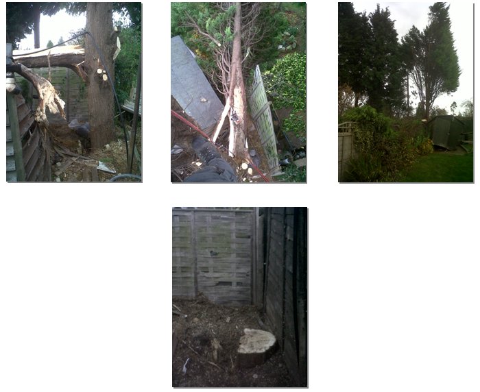 An emergency callout to a Conifer tree which had split in half falling across two gardens and a shed.