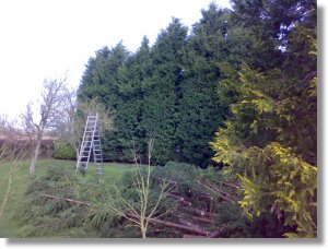 conifer hedge