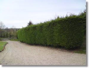 Hedge Cutting