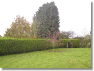 Hedge Cutting