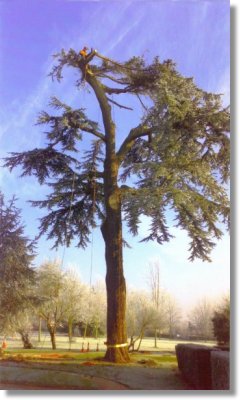 tree surgeon cotswolds